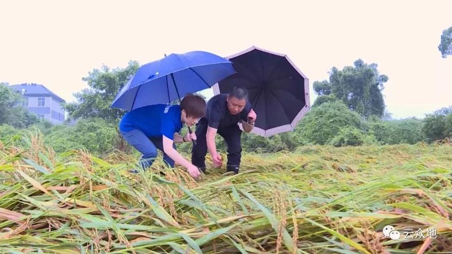 淹水直播水稻谷种