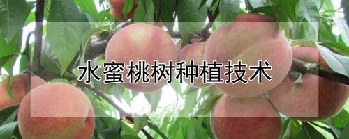 水蜜桃种植方法