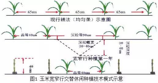 玉米种植全过程技术