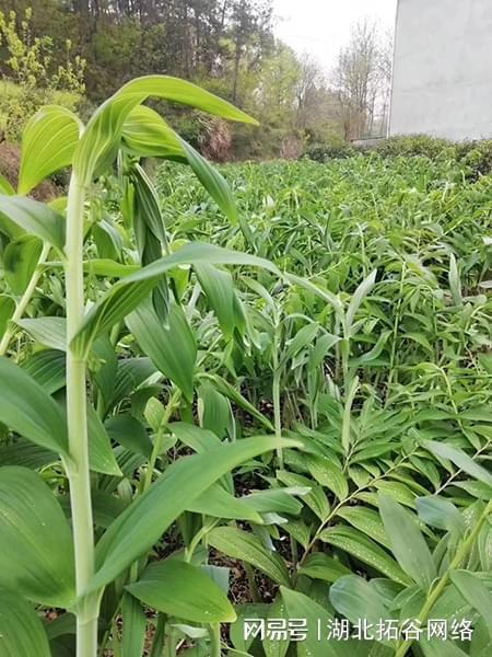 中药材黄精种植技术发芽生长