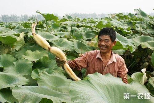 湖北莲藕种植技术(湖北莲藕种植批发基地)