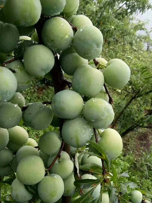 冰脆李种植技术(红脆李种植技术视频)