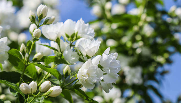 茉莉花花语是什么意思