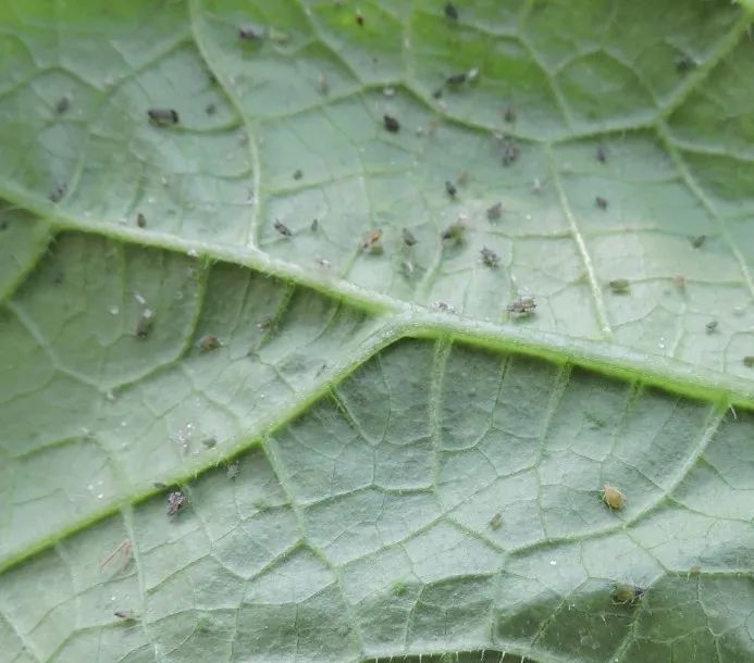 夏天黄瓜种植技术与预防病害的药物