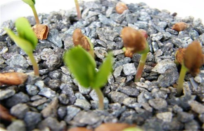 苹果树的繁殖方式(苹果树繁殖技术)