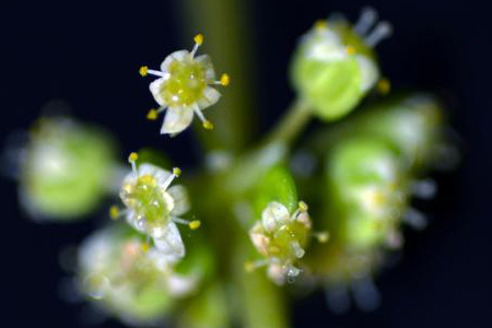 铜钱草开花吗(铜钱草开花)