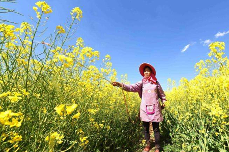 油菜花什么时候开(油菜花什么时候开贵州)