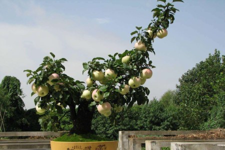 盆栽苹果树怎么养(盆栽苹果树养植中要坎头)