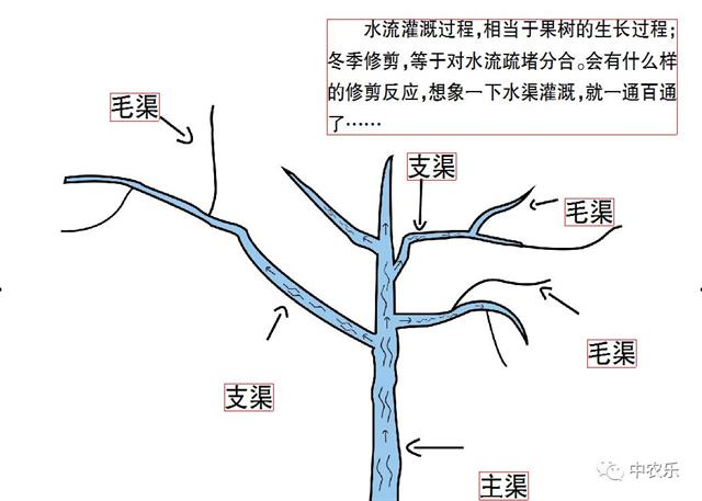 张文和果树“水渠论” 让修剪化繁为简