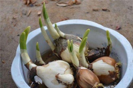 水仙花开过后怎么处理(水仙花开过一次花以后怎么处理)