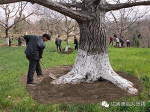 核桃树管理守则(核桃树的管理要点)