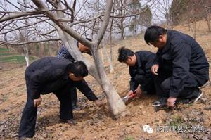 核桃树管理守则(核桃树的管理要点)