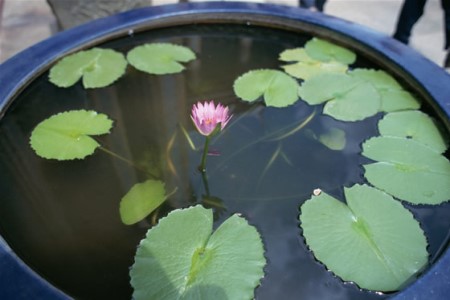 缸里怎么养荷花(荷花酒是哪里生产的)