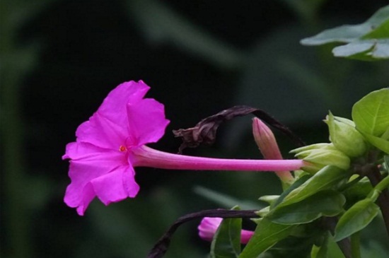 紫茉莉几点开花时间(紫茉莉种植时间和方法)