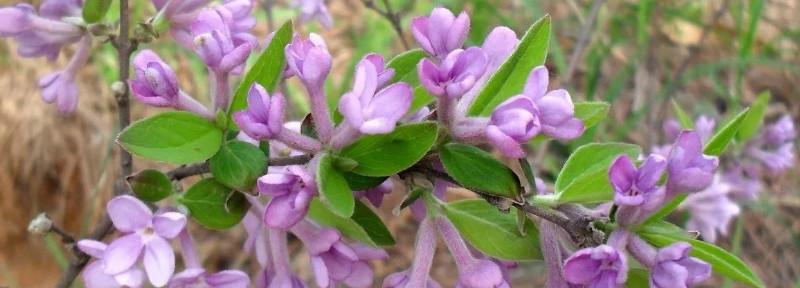 芫花怎么移植(芫花移栽)