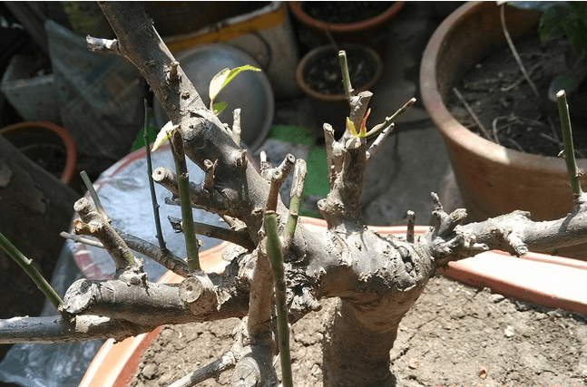 盆栽梅花的种植方法和注意些什么(盆栽梅花种类及图片)