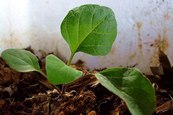 茄子种子催芽方法(菠菜种子催芽方法)