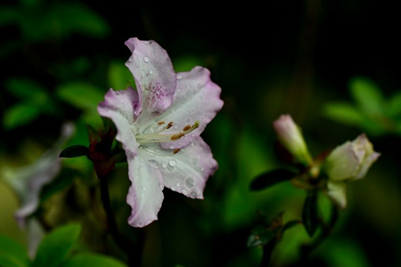 杜鹃花怎么浇水(开花的杜鹃花怎么浇水)