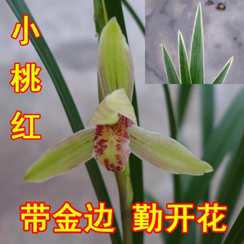 小桃红兰花好养吗