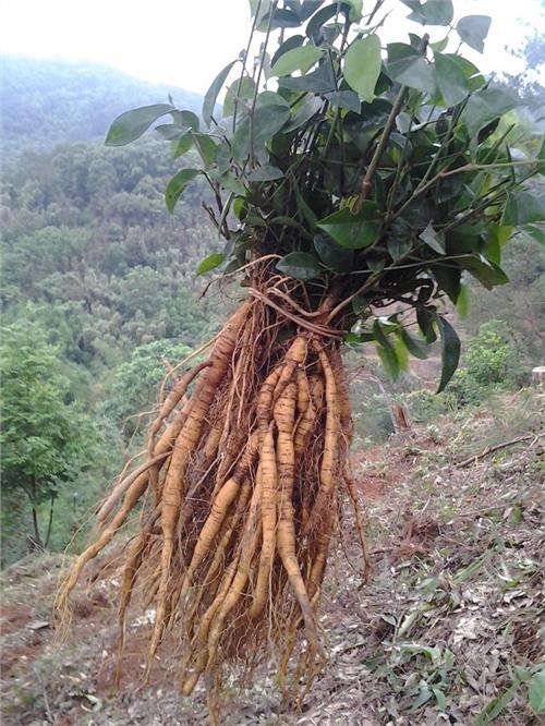 牛大力种植技术与管理