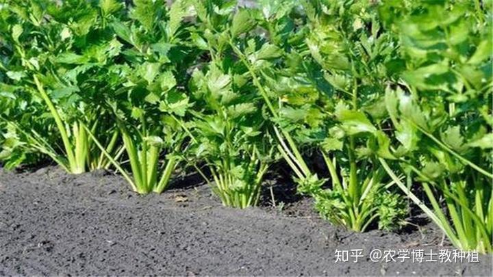 芹菜怎样施肥产量高