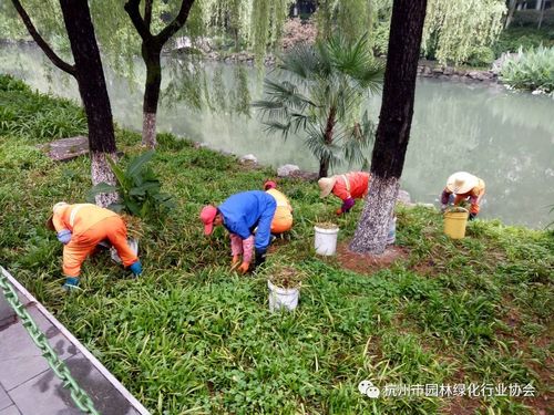 西湖区绿化办