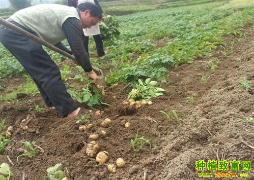 秋土豆什么时候种植最好