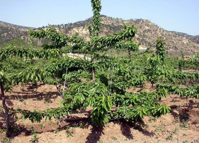 樱桃树种植几年可以结果