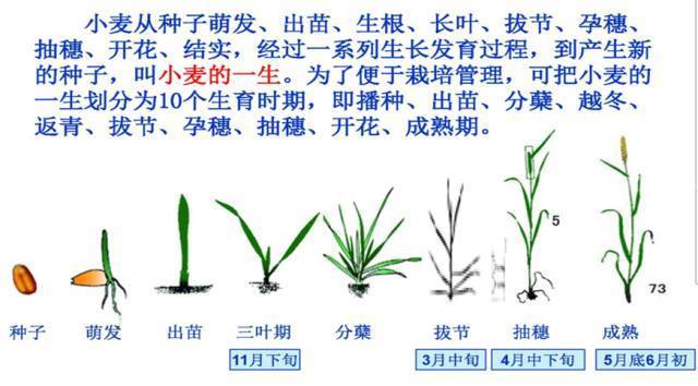 小麦适期播种技术