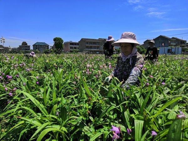 种植药材利用的是生物多样性中的什么价值