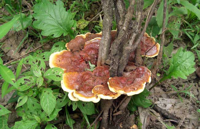 野生灵芝鉴别 教您轻松辨别野生灵芝