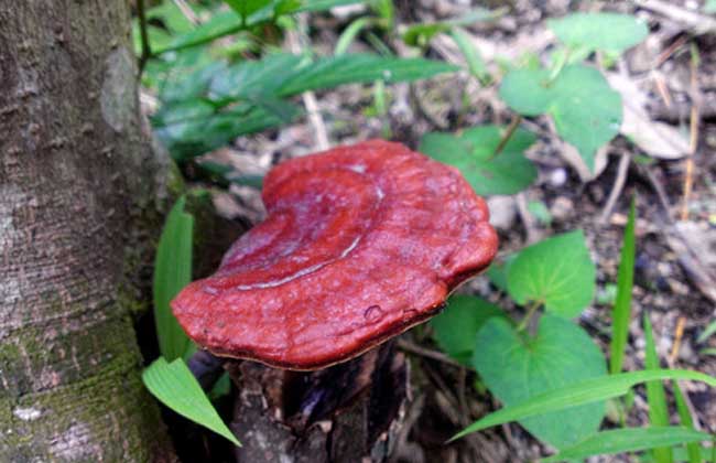 野生灵芝鉴别 教您轻松辨别野生灵芝