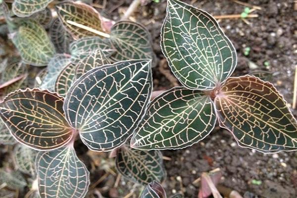 福建金线莲种植技术(福建土楼金线莲养肝茶)