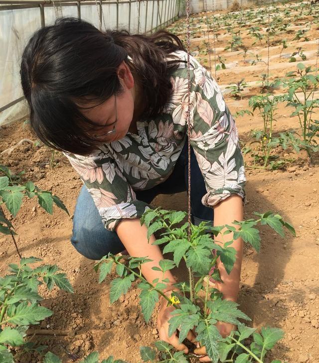 番茄根的种植技术(番茄灌根用药配方)