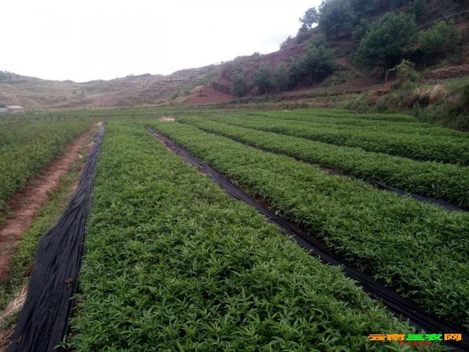 云南花青椒种植技术(云南青花椒苗批发)