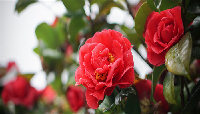 山茶花是什么季节开