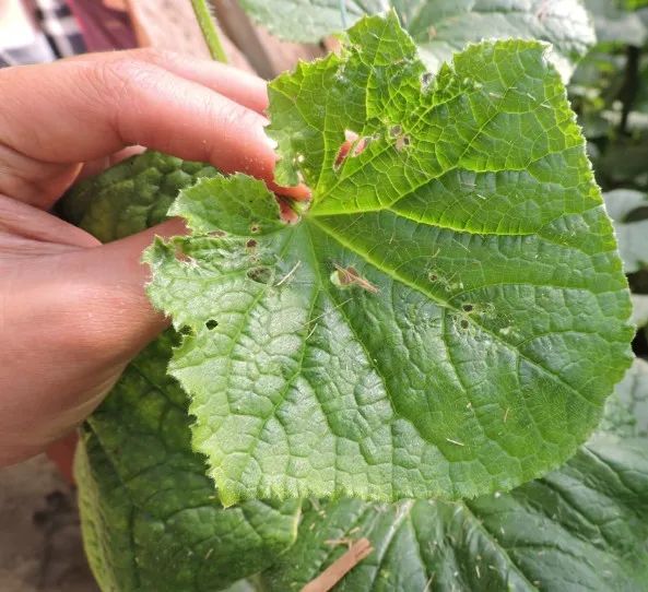 夏天黄瓜种植技术与预防病害的药物