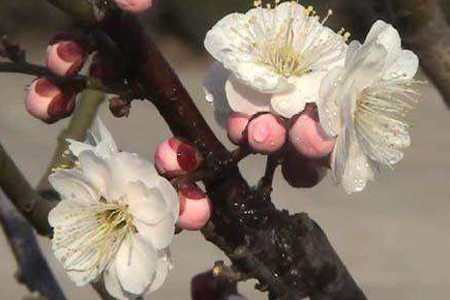 梅花在什么季节开放(梅花冬天开花吗)