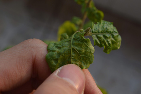 茉莉花盆栽怎么养(茉莉花怎么养护和注意事项)