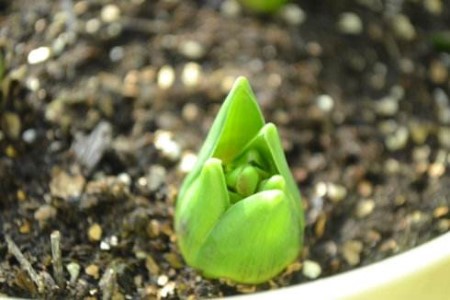 风信子开花后怎么种植(风信子开花后怎么种植视频)