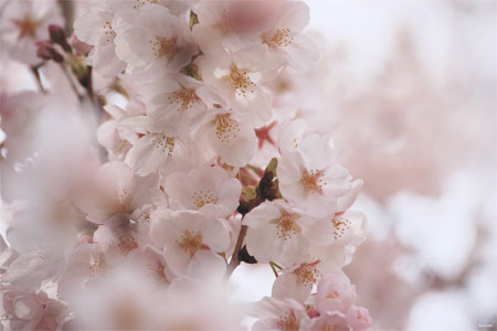 樱花怎么种植(蔷薇花怎样种植)