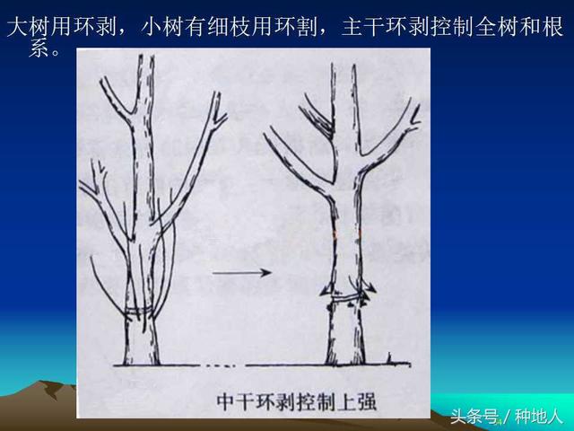 核桃整形修剪技术图解(树木整形修剪技术图解)