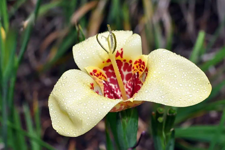 虎皮花怎么养(君子兰怎么养才能开花)