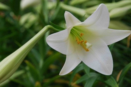 百合的花语是啥(3朵百合的花语)