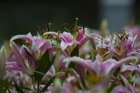 百合的花语是啥(3朵百合的花语)