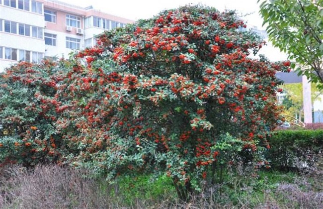 沙棘果种植技术(沙棘果种植方法)