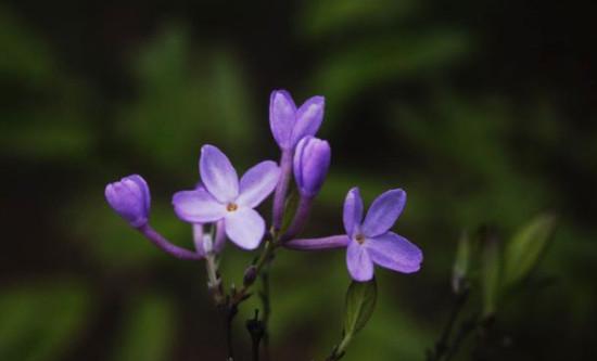 芫花怎么移植(芫花移栽)