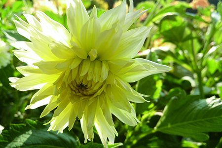 大丽花什么时候种植(大丽花种子种植方法)