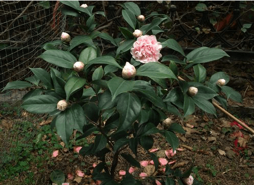 茶花如何上盆和换盆(茶花怎么上盆)