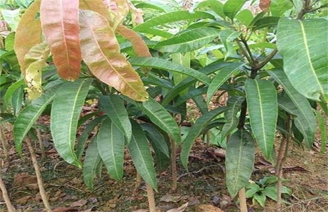 芒果的种子育苗技术(芒果的种子育苗技术有哪些)